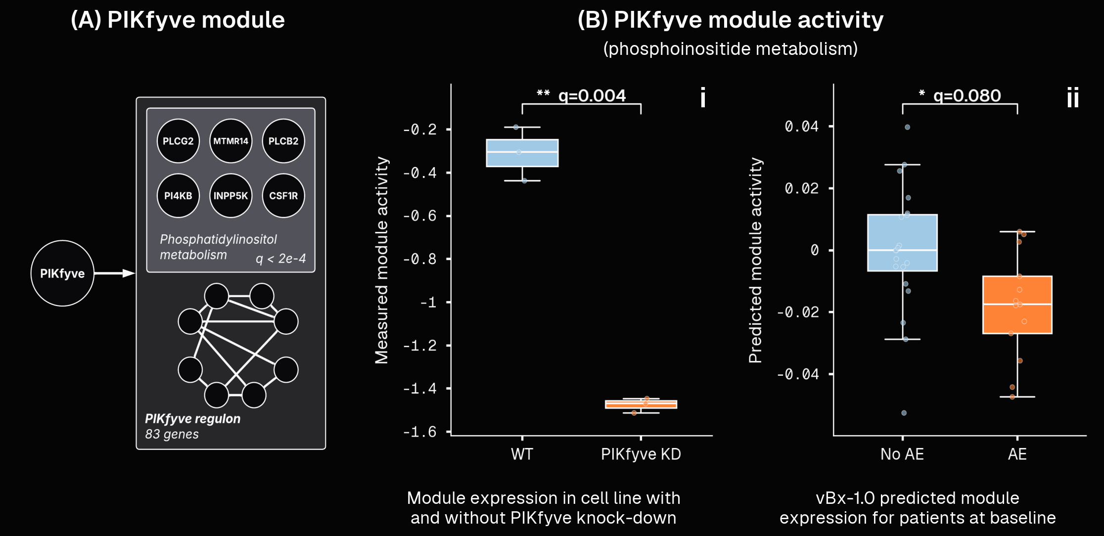 Overview of the CONVERGE-derived PIKfyve module. (A) Network diagram showcasing PIKfyve as a hub gene. (B) Module activity is concordant across the in vitro and patient systems. (Bi) In iPSC-derived motor neurons, the module is down-regulated upon PIKfyve knock-down relative to WT. (Bii) In patients, vBx-1.0-predicted module activity at baseline, before treatment, differentiates those who experienced on-target toxicity, marked by lower activity of this network. AE means “adverse event”, and No AE (n=20) are patients who did not experience this vs AE (n=13) did. vBx-1.0-predicted activities from baseline blood, not measured in the brain.