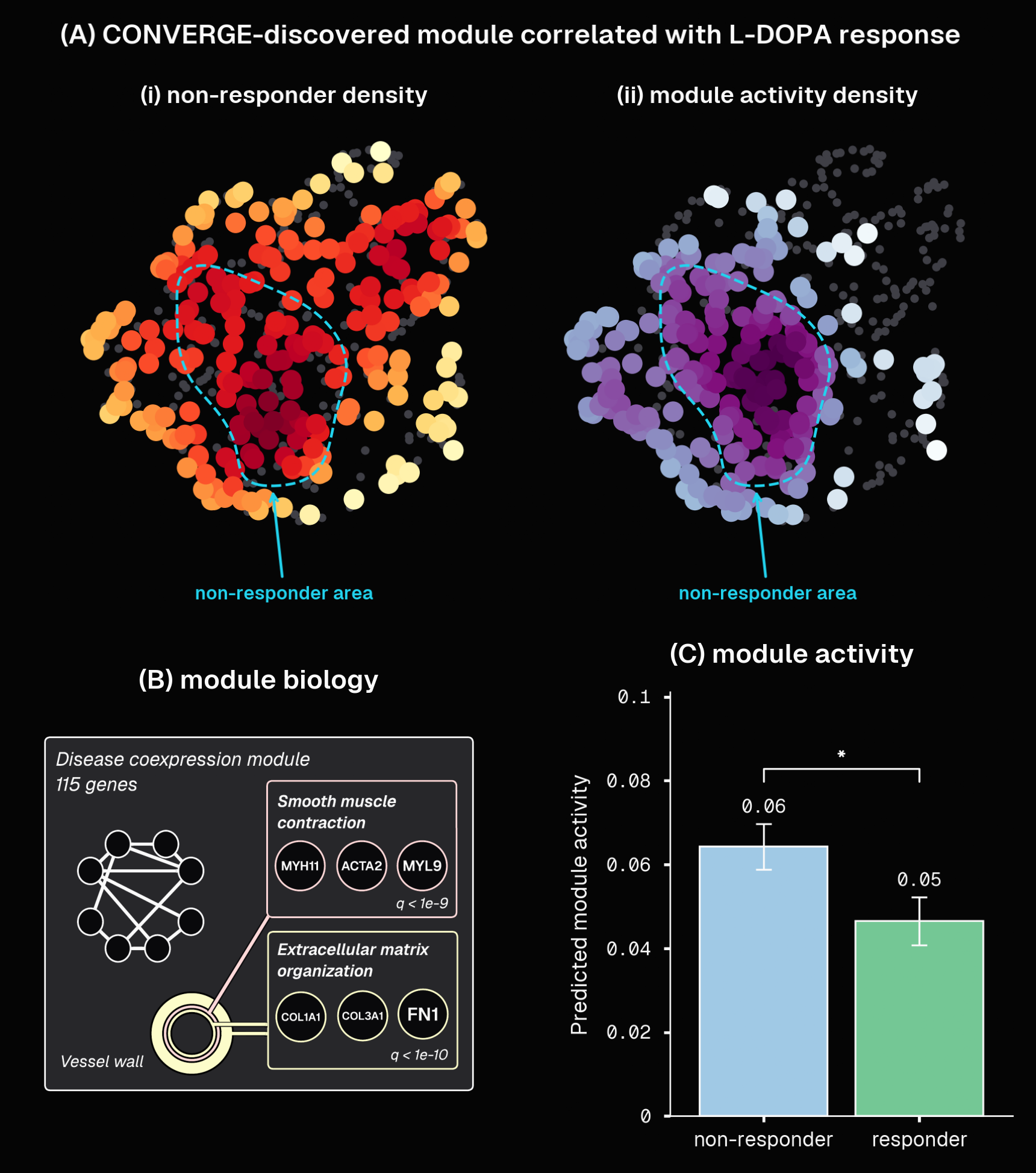vBx-1.0 patient profiles for the PPMI cohort (n=564), with non-responders defined as patients with less than 30% motor improvement in response to L-DOPA, the standard clinical cutoff. (A) Each dot is one patient, positioned by their vBx profile using UMAP, a projection that places biologically similar patients near each other. Both maps show the same patients in the same positions, colored two different ways. The left map (Ai) is shaded by non-responder density: the warm/red zone inside the dashed outline is where non-responders concentrate. The right map (Aii) shows the same patients colored by predicted activity of the identified module, with dark purple indicating high activity. The dashed line outlines the high-module-activity density core (from ii), overlaid on both panels for reference. The two line up, the region dense with non-responders is the same region where module activity is high. (B) Summary of the module’s biology. (C) The module’s predicted substantia nigra activity is significantly higher in non-responders than responders (Mann-Whitney p = 0.033).